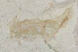 Multiple Fossil Pea Crabs (Pinnixa) From California - Miocene #128105-3